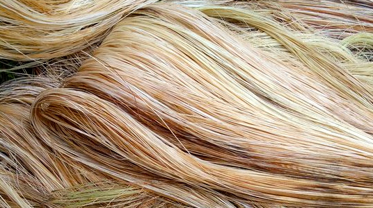 Abaca Fiber