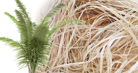Raffia Fiber